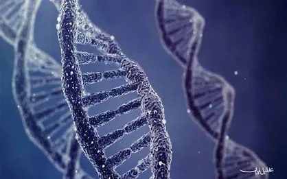 نانومهندسی DNA به رهاسازی دقیق دارو&zwnj;های سرطانی کمک می&zwnj;کند
