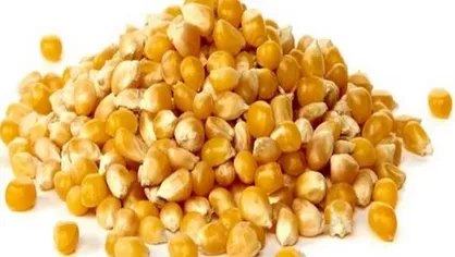 سرنوشت مبهم ذرت&zwnj;های آلوده / پافشاری واردکنندگان همزمان با پیشنهاد دولت برای صادرات مجدد