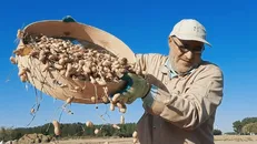 بیش از ۲۷ هزار تُن بادام‌زمینی از مزارع اردبیل برداشت شد