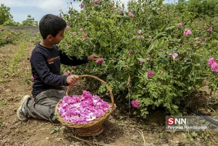 گل محمدی