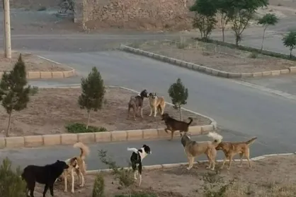 جمع&zwnj;آوری ۴۰۰۰ سگ بلاصاحب در نیمه دوم سال ۱۴۰۳ در تبریز