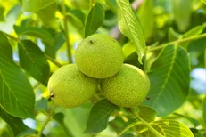 راهنمای خرید بهترین نهال گردو در مناطق سردسیر در دی ماه 1400