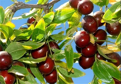 عناب نوبرانه در بازار خراسان جنوبی