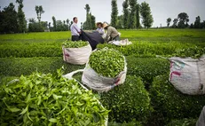 برداشت برگ سبز چای آغاز شد/ پیش بینی برداشت ۱۳۵هزار تن برگ سبز