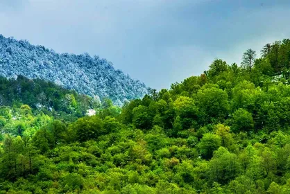 اهریمن خفته در کمین میراث جهانی/ جنگل&zwnj;های هیرکان آتش نشانی هوایی می&zwnj;خواهد