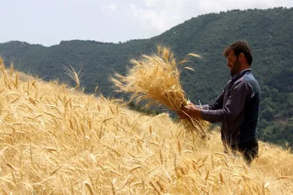 شورای اقتصاد فردا قیمت ۳۸۰۰ تومانی خرید گندم را بررسی می&zwnj;کند