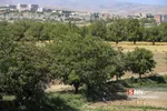 تخریب باغات