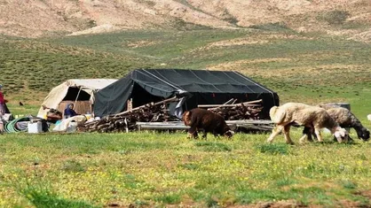 عشایر آبدانان قطب اصلی تولید پشم در ایلام&zwnj;اند
