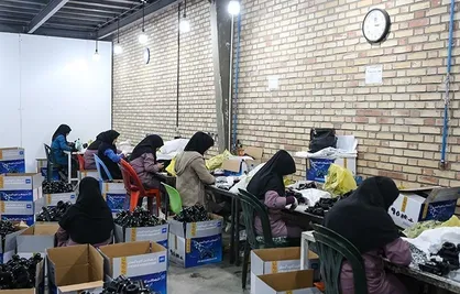 اشتغال&zwnj;زایی خانواده&zwnj;های کم&zwnj;بضاعت از برنامه&zwnj;های اصلی خیریه &laquo;فردای سبز شریف&raquo; در سال ۹۸ خواهد بود