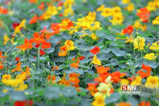 صدای پای بهار