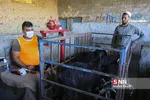 بازار دام