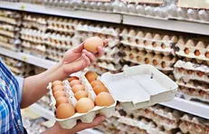 الزام مراکز توزیع به عرضه تخم‌مرغ بسته‌بندی شناسنامه‌دار