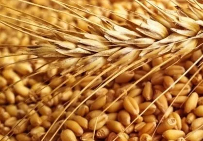 افزایش بیش از ۱۰۰ درصدی خرید تضمینی گندم در ۱۲ استان