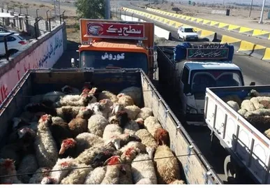 کشف ۱۱۵ راس گوسفند قاچاق در آذربایجان‌غربی
