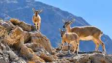 آغاز سرشماری تابستانه حیات‌وحش در مناطق حفاظت‌شده همدان