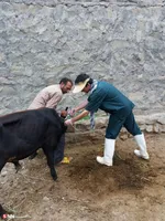 اردوی جهادی