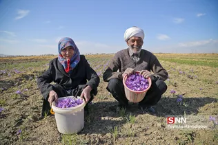 زعفران