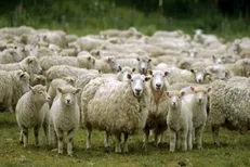 کشف ۵۲ رأس دام قاچاق به ارزش ۴۷.۵ میلیارد ریال در اردبیل