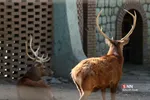 باغ وحش ارم سبز 