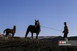 اسب ترکمن
