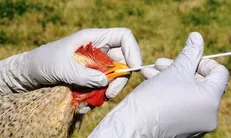 انجام بیش از ۲ هزار بازدید میدانی دامپزشکی ایلام در راستای پیشگیری از بیماری‌های طیور