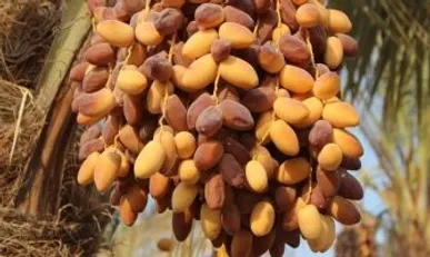 آغاز برداشت خرما از هزار و سیصد هکتار نخلستان‌های خراسان جنوبی