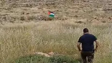 مجروح شدن یک شهرک‌نشین صهیونیست در تله پرچم فلسطین+ فیلم
