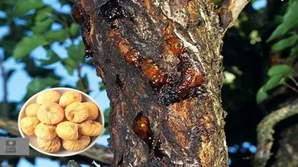 شناسایی نوعی بیمارگر قارچی انجیر برای نخستین بار در جهان