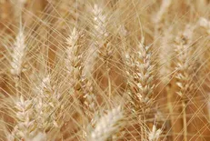 آغاز برداشت گندم از روز گذشته