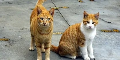 خطر ابتلای گربه&zwnj;ها به آنفولانزای پرندگان