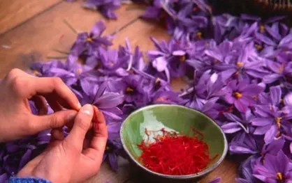 تولید زعفران ایران به نصف رسید