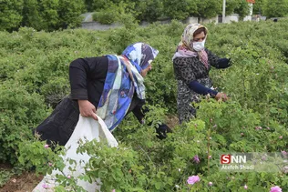 گل محمدی
