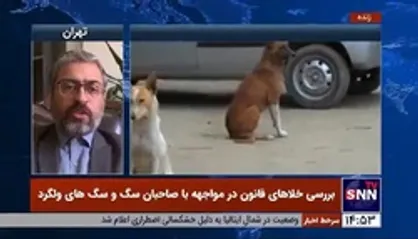 وکیل دادگستری: شهرداری&zwnj;ها باید درمورد جمع آوری سگ&zwnj;های ولگرد اقدام کنند/ اگر سگی که دارای صاحب است به کسی آسیب برساند مالک آن باید قصاص شود