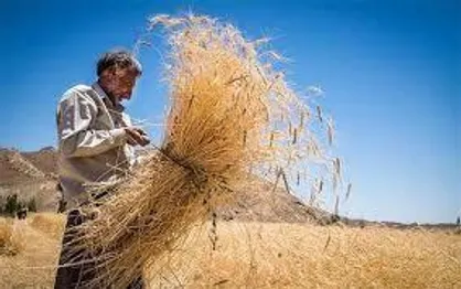 رشد ۷۲ درصدی خرید گندم از کشاورزان در استان مرکزی