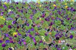 صدای پای بهار