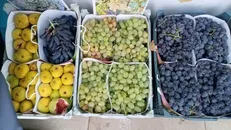 آغاز به کار چهارمین جشنواره انگور سیاه سردشت