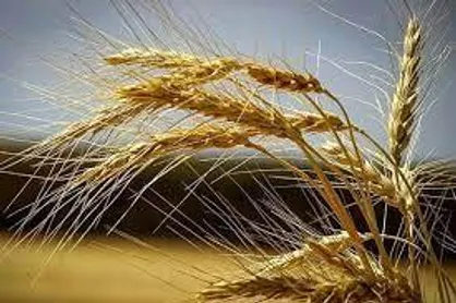 هدف&zwnj;گذاری تولید ۲.۵ میلیون تن برنج در سال ۱۴۰۳