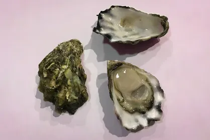 خون صدف: مرز جدیدی در مبارزه با عفونت