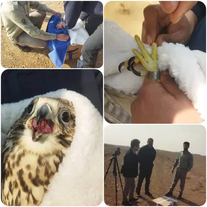 بالابان پس از مراقبت تخصصی در البرز به آغوش طبیعت بازگشت