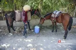 اسب