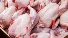 عرضه روزانه ۱۰۰ تُن گوشت مرغ تازه در میادین میوه و تره بار