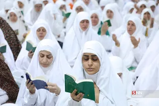دبب