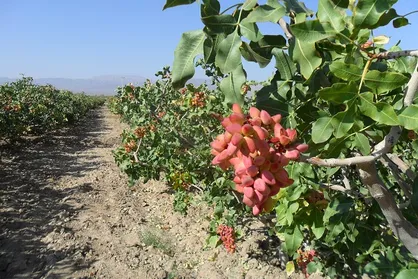 توسعه باغات پسته در اردبیل با سرمایه&zwnj;گذاری ۴۰۰ میلیاردی