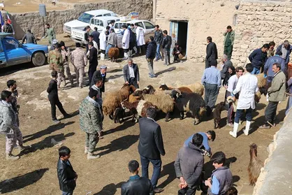 ۱۰۰۰ دام سبک و سنگین در روستا&zwnj;های مرزی شهرستان سلماس غربالگری شد