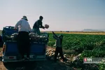 برداشت طالبی از مزارع قم
