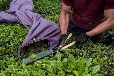 رشد ۱۱ درصدی تولید برگ سبز چای / ۷۵ درصد مطالبات چایکاران پرداخت شد