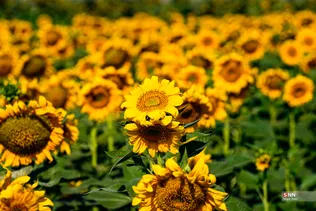435