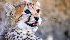 پیروز نماد یوزپلنگ ایرانی نبود! + فیلم