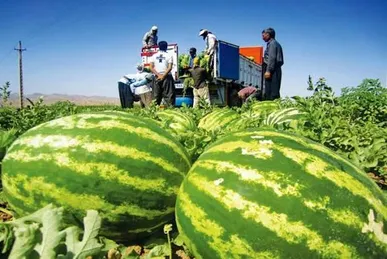 پیش‌بینی برداشت بیش از ۱۵۰۰ تن هندوانه از مزارع کهگیلویه