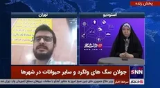 کارشناس محیط زیست: ازدیاد سگ های ولگرد برگرفته از فرهنگی غربی است